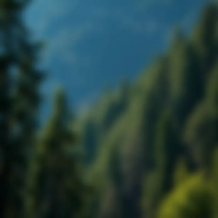 Magnificent Comprehensive Approaches to Sound Risk Management in Forestry