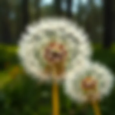 Magnificent Comprehensive Examination of Dandelion Facts and Their Significance Magnificent Comprehensive Examination of Dandelion Facts and Their Significance