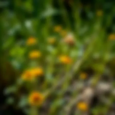 Magnificent Cultivating Biodiversity: A Guide to Planting for Pollinators Magnificent Cultivating Biodiversity: A Guide to Planting for Pollinators