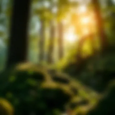 Magnificent Exploring Micro Greening: Techniques and Implications for Urban Ecology