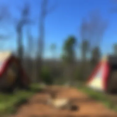 Magnificent Exploring New Point Campground in Virginia: A Guide to Woodland Experience