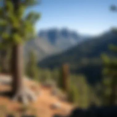 Magnificent Exploring the Big Bear Hikes: A Comprehensive Guide to Woodland Treks