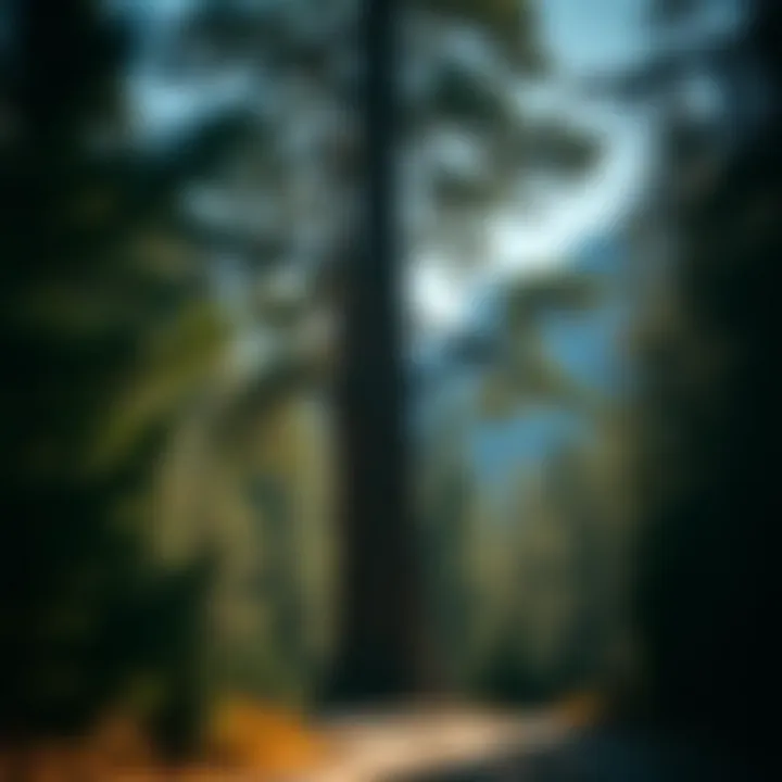 Magnificent Exploring the Drive-Through Tree in Yosemite: A Unique Interaction with Nature
