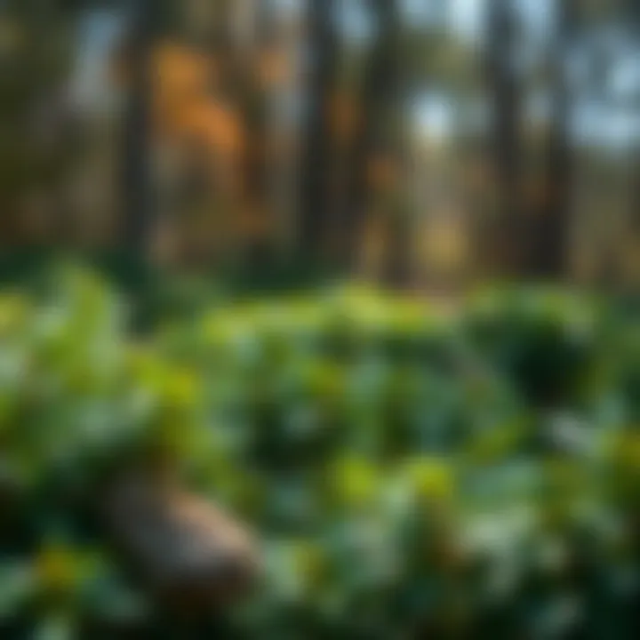 Magnificent Exploring the Online Landscape for Virginia Creeper Purchases
