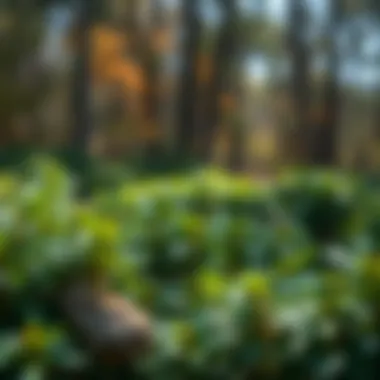 Magnificent Exploring the Online Landscape for Virginia Creeper Purchases Magnificent Exploring the Online Landscape for Virginia Creeper Purchases