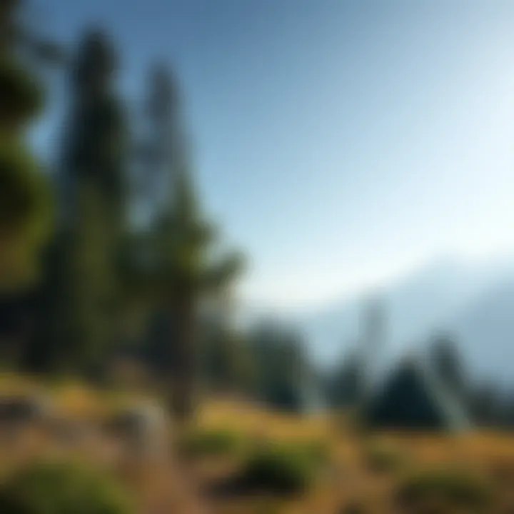 Magnificent Exploring Turkey Pass Campground: A Comprehensive Guide to Woodland Conservation