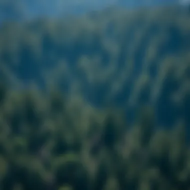 Magnificent Precision of GPS and Its Implications for Forestry Practices