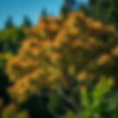 Magnificent Russell's Trees and Shrubs: An In-Depth Exploration Magnificent Russell's Trees and Shrubs: An In-Depth Exploration