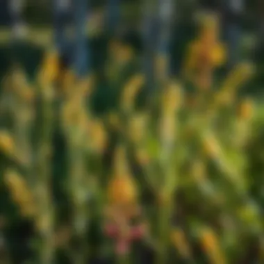 Magnificent The Flora of Aspen: A Study of Local Biodiversity Magnificent The Flora of Aspen: A Study of Local Biodiversity