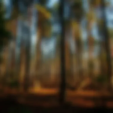 Magnificent The Impact of Adelgid on Forest Ecosystems