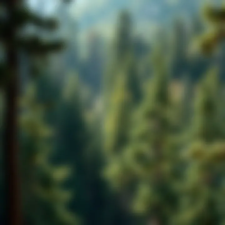 Magnificent The Role of Conservation Scientists and Foresters in Sustainable Forestry