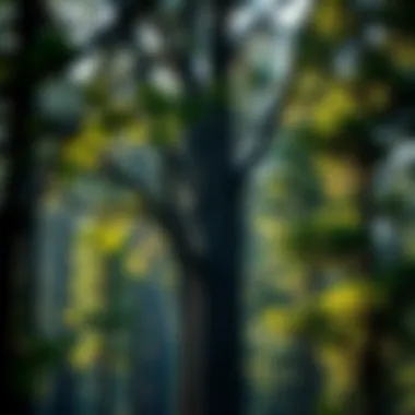 Magnificent The Role of Trees in Carbon Capture: A Comprehensive Examination Magnificent The Role of Trees in Carbon Capture: A Comprehensive Examination