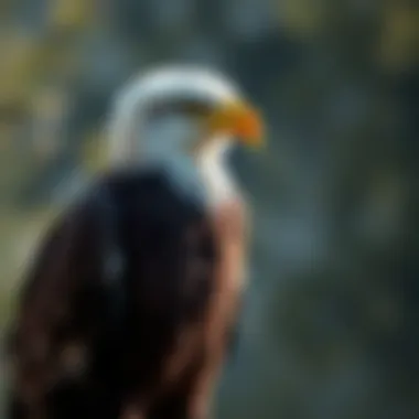 Magnificent The Transformation of Bald Eagles: Understanding the Change to White Feathers