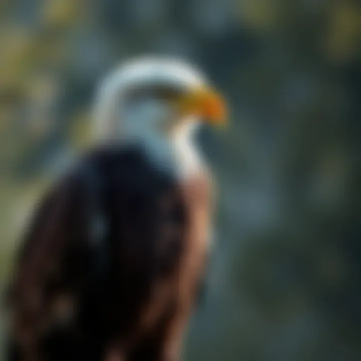 Magnificent The Transformation of Bald Eagles: Understanding the Change to White Feathers