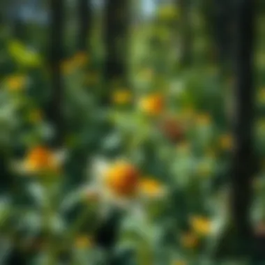 Magnificent The Vital Role of Pollination in Ecosystems Magnificent The Vital Role of Pollination in Ecosystems