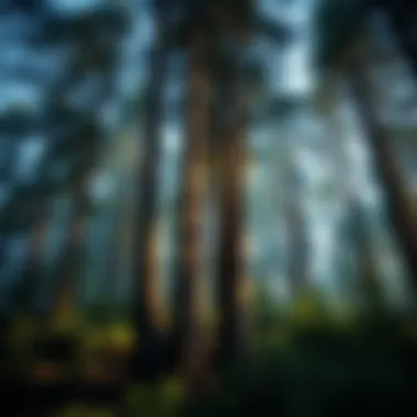 Magnificent Trees and Carbon Absorption: An In-depth Exploration