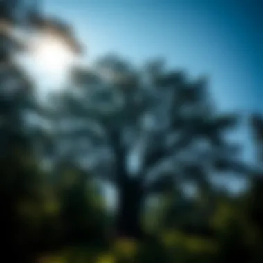 Magnificent Trees Between Earth and Heaven: The Interface of Nature and Culture