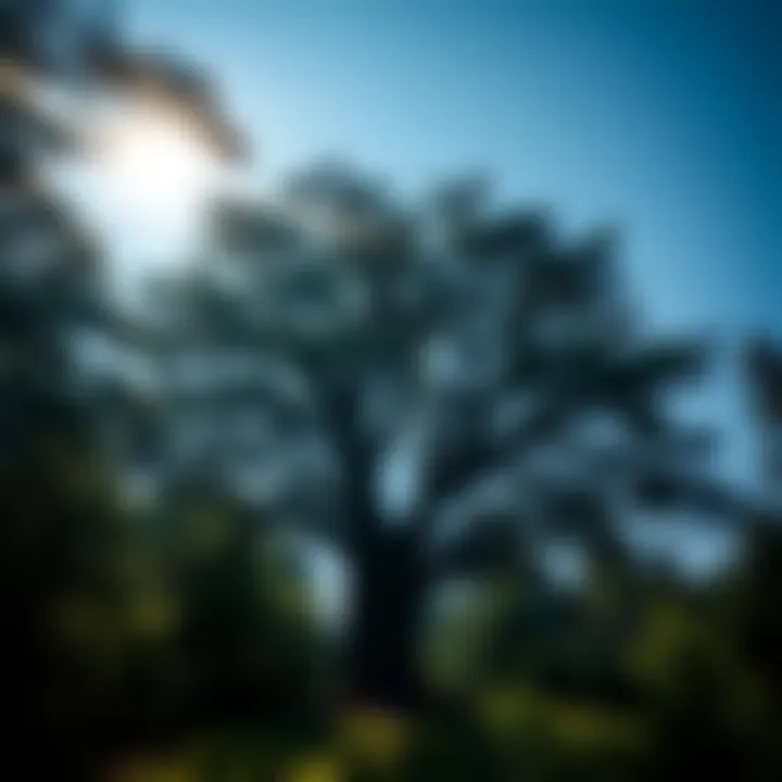 Magnificent Trees Between Earth and Heaven: The Interface of Nature and Culture