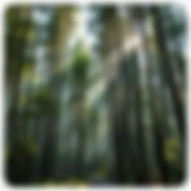 Magnificent Under the Canopy: An Exploration of Soap and Its Connection to Forests Magnificent Under the Canopy: An Exploration of Soap and Its Connection to Forests