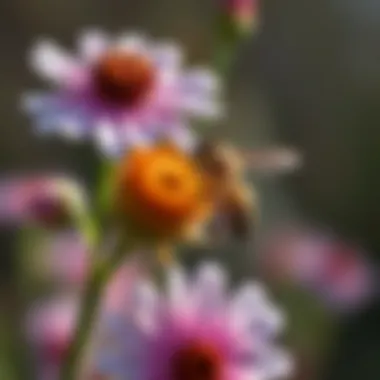 Magnificent Understanding Flowers as Pollinators Magnificent Understanding Flowers as Pollinators
