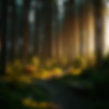 Magnificent Understanding Forestry Jobs and Salary Averages