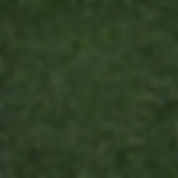 Close-up of sleeping grass leaves displaying their unique movement patterns