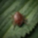 Close-up of a tick on a leaf