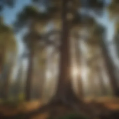 Majestic ponderosa pine towering over the landscape