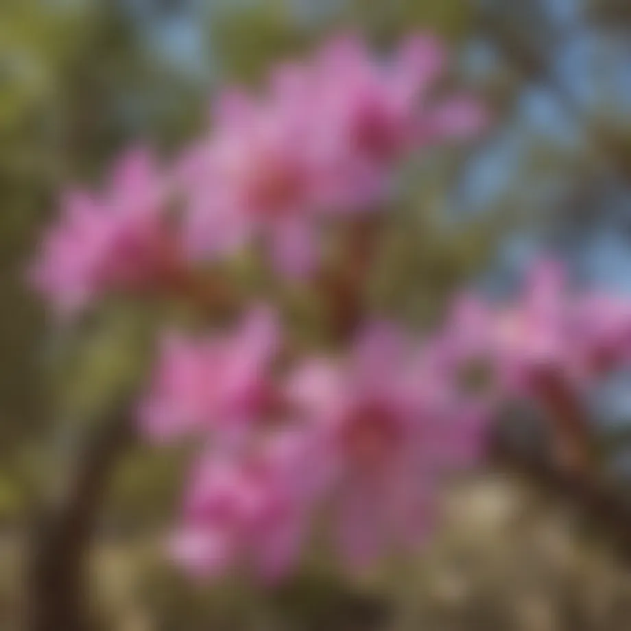 Desert Willow tree in full bloom showcasing its delicate flowers