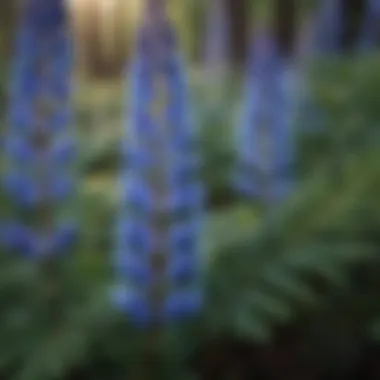 Close-up of blue lupine leaves showcasing their unique shape