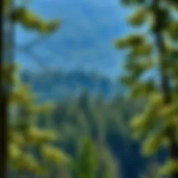 An In-Depth Exploration of Forest Law: Principles and Practices Introduction