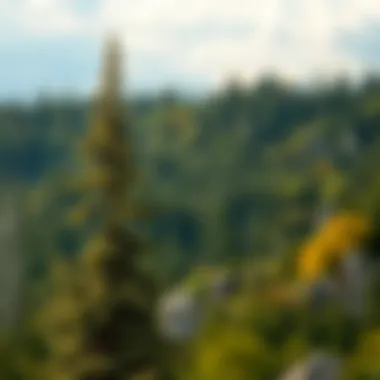 An In-Depth Exploration of Forest Law: Principles and Practices Summary