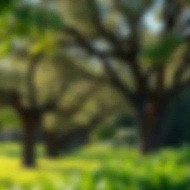 Trees for Landscaping in New Mexico Variety of trees providing shade and beauty in a landscaped garden