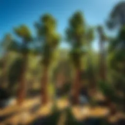 Scenic view of native New Mexico trees in a natural landscape
