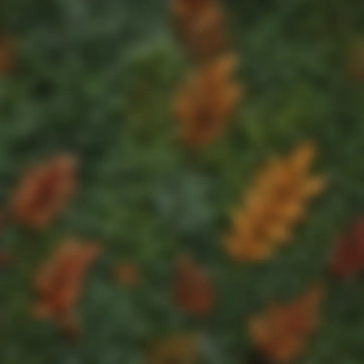 Close-up of foliage used in wind breaks