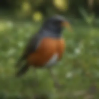 An American robin foraging for worms in a lush green lawn.