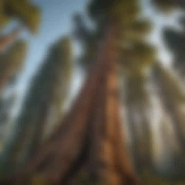 A coastal sequoia standing majestically against a clear sky.