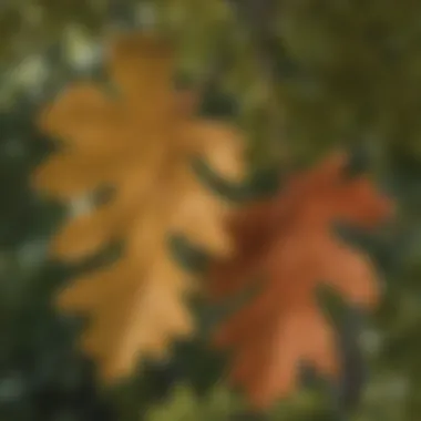 Close-up of oak leaves highlighting their distinct shape and venation.