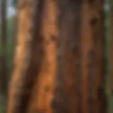 A towering redwood tree showcasing its unique bark texture.