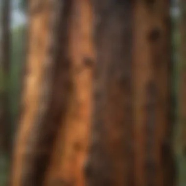 A towering redwood tree showcasing its unique bark texture.