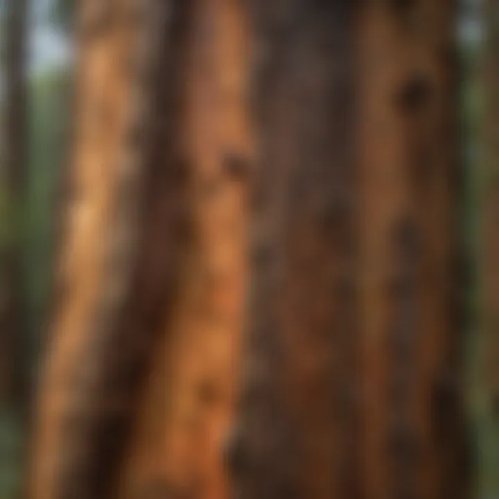 A towering redwood tree showcasing its unique bark texture.