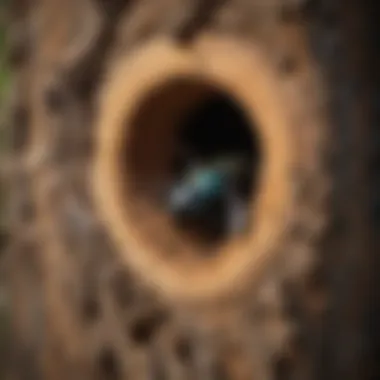 Nesting behavior of carpenter bees in wood