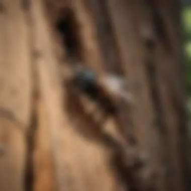 Wood Damage from Carpenter Bees Damaged wooden structure caused by carpenter bees