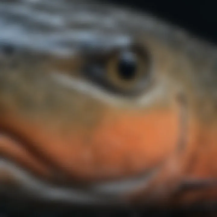 A close-up view of Chinook salmon with distinct coloring