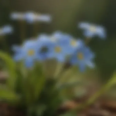 Close-up of a forget-me-not flower showcasing its delicate petals