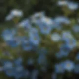 Cluster of vibrant forget-me-not flowers in full bloom