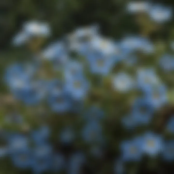 Cluster of vibrant forget-me-not flowers in full bloom