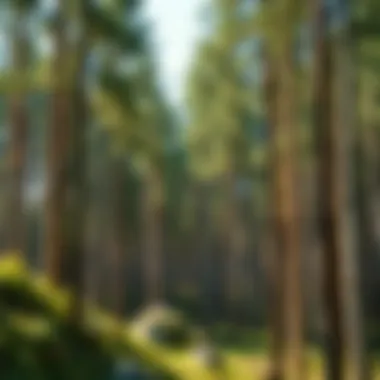 Notable Comprehensive Approaches to Sound Risk Management in Forestry Notable Comprehensive Approaches to Sound Risk Management in Forestry