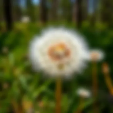 Comprehensive Examination of Dandelion Facts and Their Significance Introduction Comprehensive Examination of Dandelion Facts and Their Significance Introduction