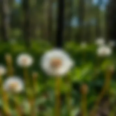 Comprehensive Examination of Dandelion Facts and Their Significance Summary Comprehensive Examination of Dandelion Facts and Their Significance Summary